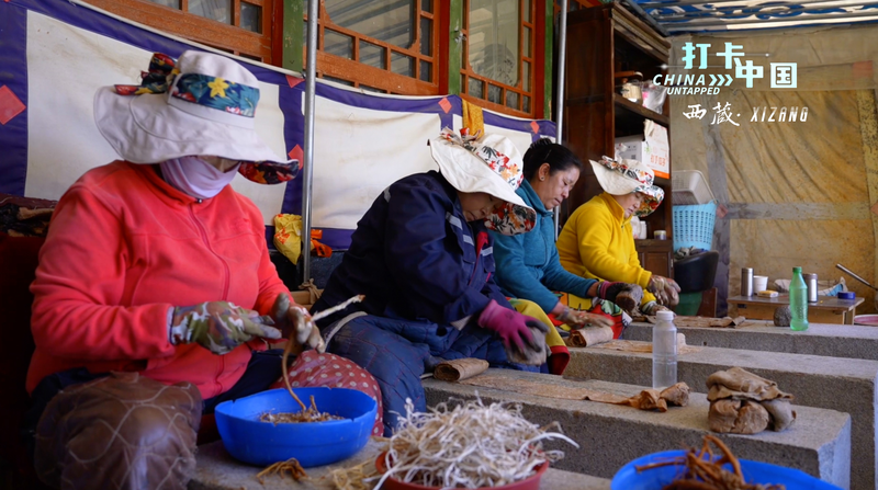 How ‘Wolf Poison’ Root Made Tibetan Manuscripts Mold-Proof 📜 How 'Wolf Poison' Root Made Tibetan Manuscripts Mold-Proof 📜 video poster