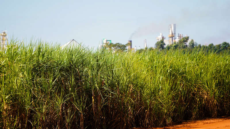 Global Food Prices Ease in September as Sugar & Dairy Drop 🍚🥛 Global Food Prices Ease in September as Sugar & Dairy Drop 🍚🥛