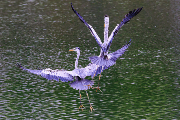 AI Bird Facial Recognition Flies High at Kunming’s Dianchi Lake AI_Bird_Facial_Recognition_Flies_High_at_Kunming_s_Dianchi_Lake