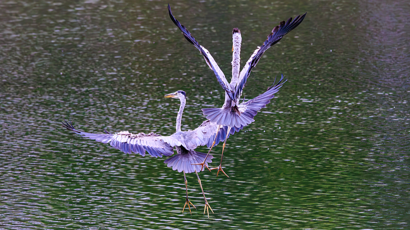 AI_Bird_Facial_Recognition_Flies_High_at_Kunming_s_Dianchi_Lake