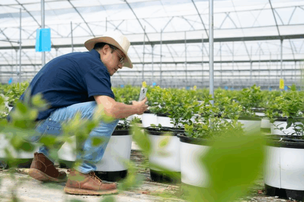A Peruvian Engineer’s Sweet Blueberry Journey in Yunnan A_Peruvian_Engineer_s_Sweet_Blueberry_Journey_in_Yunnan