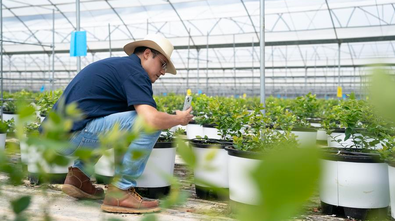 A_Peruvian_Engineer_s_Sweet_Blueberry_Journey_in_Yunnan