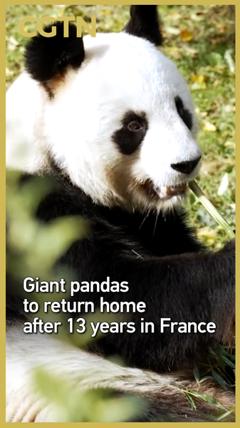 After_13_Years_in_France__Giant_Pandas_Huan_Huan___Yuan_Zi_Return_Home_poster - Namaste Headlines After_13_Years_in_France__Giant_Pandas_Huan_Huan___Yuan_Zi_Return_Home video poster