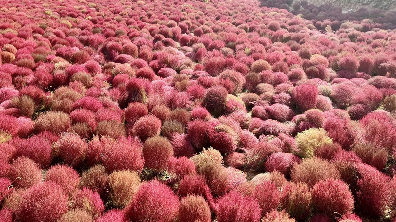 Autumn_Blaze_in_Shanxi__Broom_Grass_Fuels_Village_Prosperity_poster - Namaste Headlines Autumn_Blaze_in_Shanxi__Broom_Grass_Fuels_Village_Prosperity video poster
