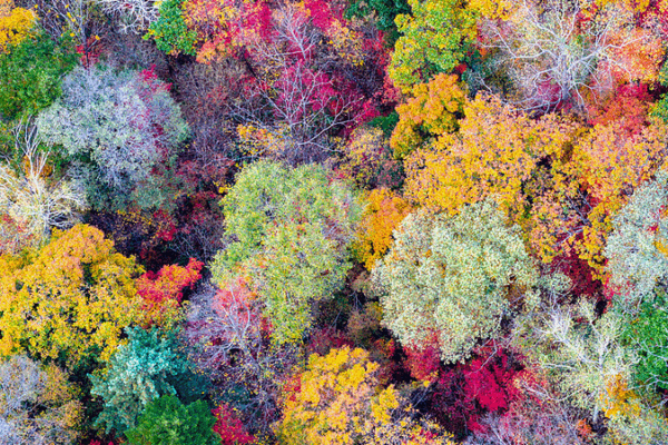 Autumn Foliage Fiesta at Baishan Lake, Jilin Autumn_Foliage_Fiesta_at_Baishan_Lake__Jilin