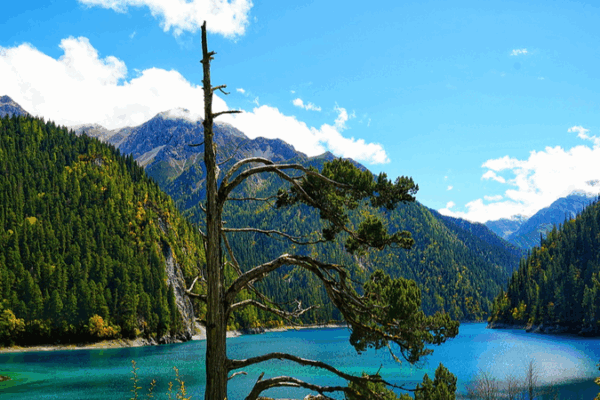Meet the One-Armed Cypress at Jiuzhaigou’s Long Lake 🌲 Meet the One-Armed Cypress at Jiuzhaigou's Long Lake 🌲 video poster