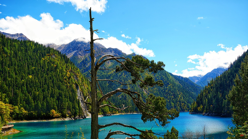 BMZK3P6DN1D2RQRDXC0A - Namaste Headlines Meet the One-Armed Cypress at Jiuzhaigou's Long Lake 🌲 video poster