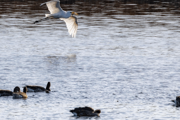 Bird Flu Spread in Germany Sparks Pandemic Warning Bird_Flu_Spread_in_Germany_Sparks_Pandemic_Warning