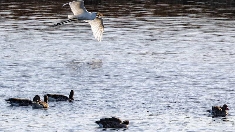 Bird_Flu_Spread_in_Germany_Sparks_Pandemic_Warning - Namaste Headlines Bird_Flu_Spread_in_Germany_Sparks_Pandemic_Warning