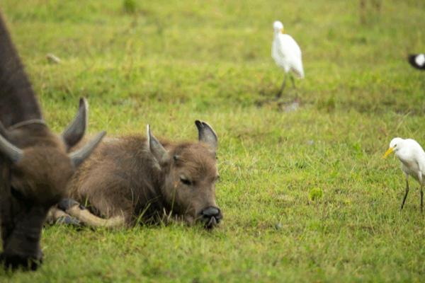 Buffalo & Egrets Team Up for Eco-Harmony in Hainan Wetland Buffalo___Egrets_Team_Up_for_Eco_Harmony_in_Hainan_Wetland