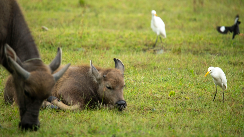 Buffalo___Egrets_Team_Up_for_Eco_Harmony_in_Hainan_Wetland