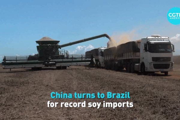 Chinese Mainland Turns to Brazil for Record Soy Imports Chinese_Mainland_Turns_to_Brazil_for_Record_Soy_Imports video poster