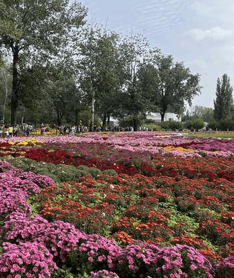 Chrysanthemum Blooms Light Up Beijing’s Autumn Chrysanthemum_Blooms_Light_Up_Beijing_s_Autumn video poster