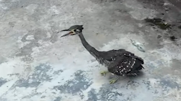 Conservation_Win__Rare_White_Eared_Night_Heron_Spotted_in_Guizhou_poster - Namaste Headlines Conservation_Win__Rare_White_Eared_Night_Heron_Spotted_in_Guizhou video poster