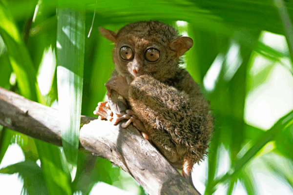 Tiny Night Vision Superstar: Philippine Tarsier Steals the Show 🌿🐾 Tiny Night Vision Superstar: Philippine Tarsier Steals the Show 🌿🐾