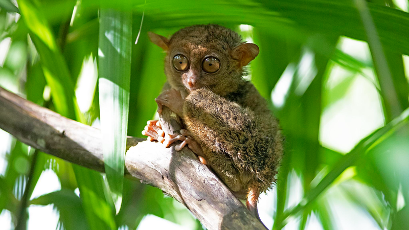 DE2UIBPLVFNZM837IDDW - Namaste Headlines Tiny Night Vision Superstar: Philippine Tarsier Steals the Show 🌿🐾