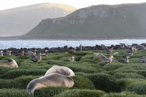Deadly H5 Bird Flu Found in Elephant Seals on Heard Island Deadly_H5_Bird_Flu_Found_in_Elephant_Seals_on_Heard_Island