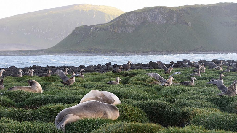 Deadly_H5_Bird_Flu_Found_in_Elephant_Seals_on_Heard_Island - Namaste Headlines Deadly_H5_Bird_Flu_Found_in_Elephant_Seals_on_Heard_Island