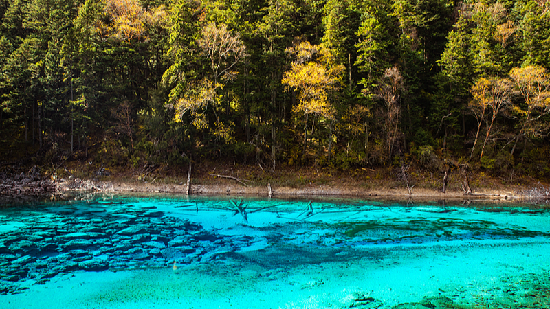 Discover_Five_Color_Lake__Jiuzhaigou_s_Rainbow_Gem video poster