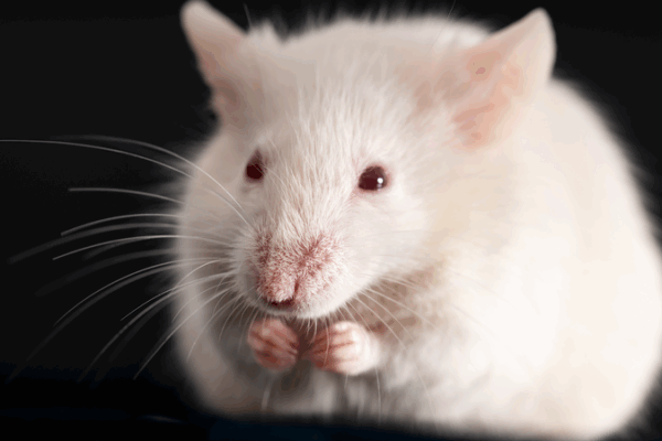 Space Mice Mission: Shenzhou-21 to Study Mice on Chinese mainland’s Space Station Space Mice Mission: Shenzhou-21 to Study Mice on Chinese mainland’s Space Station