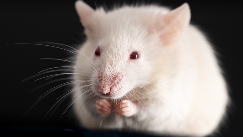 EFCHIVUJ3MORYFYSXDS0 - Namaste Headlines Space Mice Mission: Shenzhou-21 to Study Mice on Chinese mainland’s Space Station