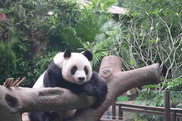 Hainan’s Panda Brothers: A Day in the Life 🐼 Hainan’s Panda Brothers: A Day in the Life 🐼 video poster