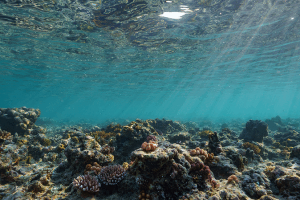 Earth Hits First Climate Tipping Point as Coral Reefs Die Off Earth_Hits_First_Climate_Tipping_Point_as_Coral_Reefs_Die_Off