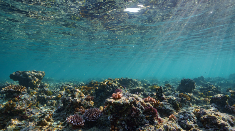Earth_Hits_First_Climate_Tipping_Point_as_Coral_Reefs_Die_Off - Namaste Headlines Earth_Hits_First_Climate_Tipping_Point_as_Coral_Reefs_Die_Off