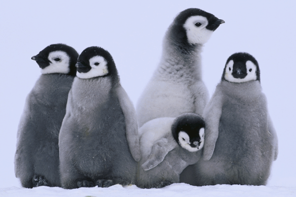 Emperor Penguins on the Move: How Climate Shifts Are Redrawing Their Breeding Grounds Emperor_Penguins_on_the_Move__How_Climate_Shifts_Are_Redrawing_Their_Breeding_Grounds