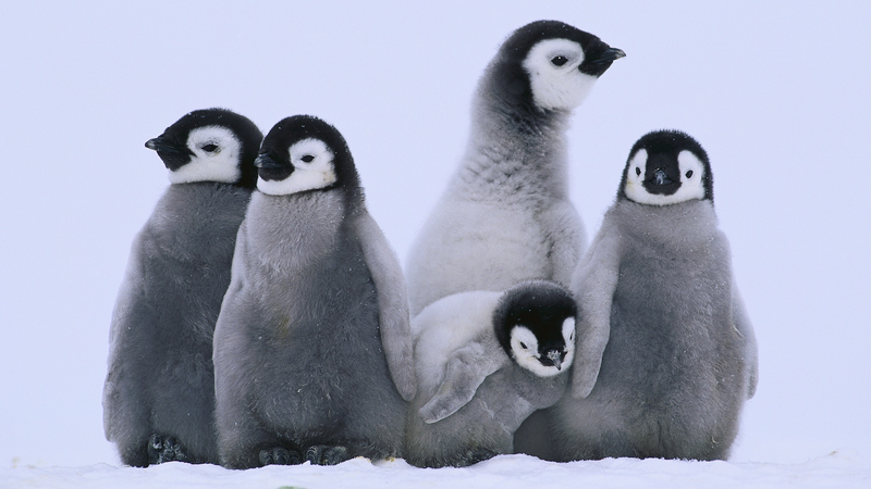 Emperor_Penguins_on_the_Move__How_Climate_Shifts_Are_Redrawing_Their_Breeding_Grounds