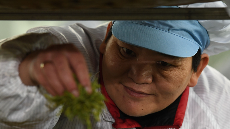 Huang Hongying’s Tea Fields of Hope: Transforming Guizhou’s Barren Hills 🍃 Huang Hongying’s Tea Fields of Hope: Transforming Guizhou’s Barren Hills 🍃