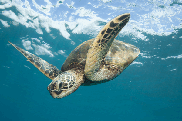First Full Green Sea Turtle Hatching Captured on South China Sea Reef First_Full_Green_Sea_Turtle_Hatching_Captured_on_South_China_Sea_Reef
