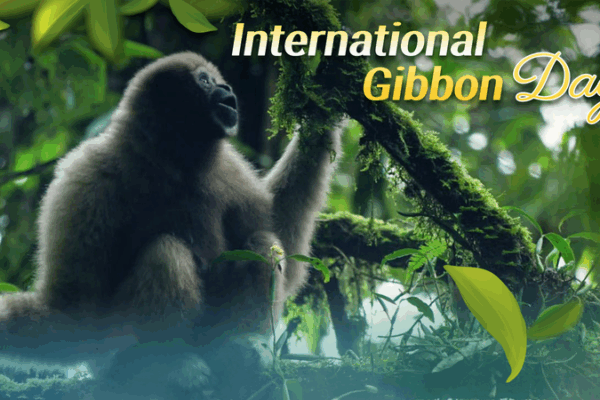 Forest Echoes: Gibbon Calls Spark New Protection Efforts Forest_Echoes__Gibbon_Calls_Spark_New_Protection_Efforts