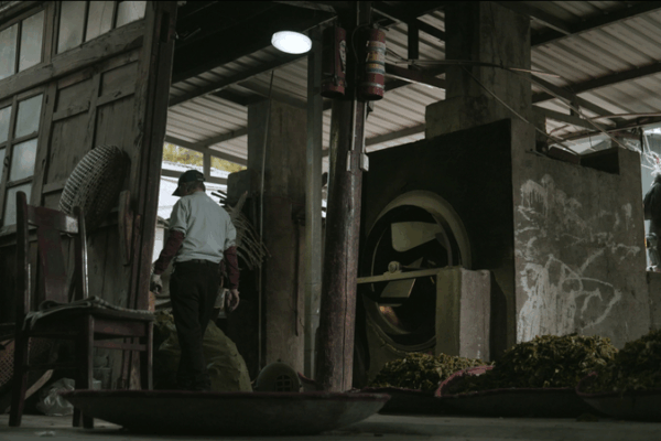 Why Taiwan Oolong Turns Blue: Master Lin’s Artisan Tea Secrets Why Taiwan Oolong Turns Blue: Master Lin’s Artisan Tea Secrets video poster