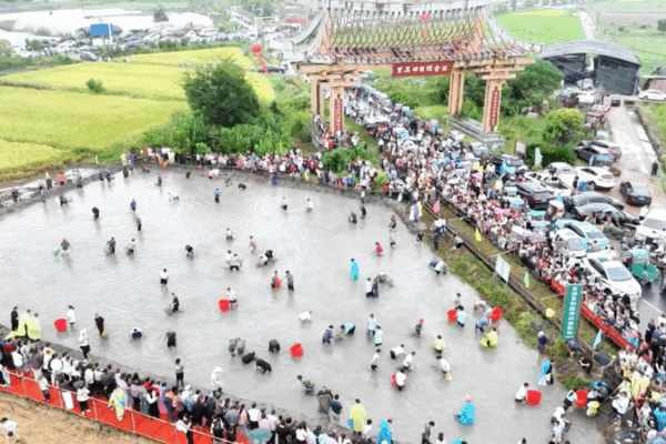 Golden Harvest Fest in Yinhe Town: Paddy Fishing, Rice Harvest & Mud Runs! Golden_Harvest_Fest_in_Yinhe_Town__Paddy_Fishing__Rice_Harvest___Mud_Runs_ video poster