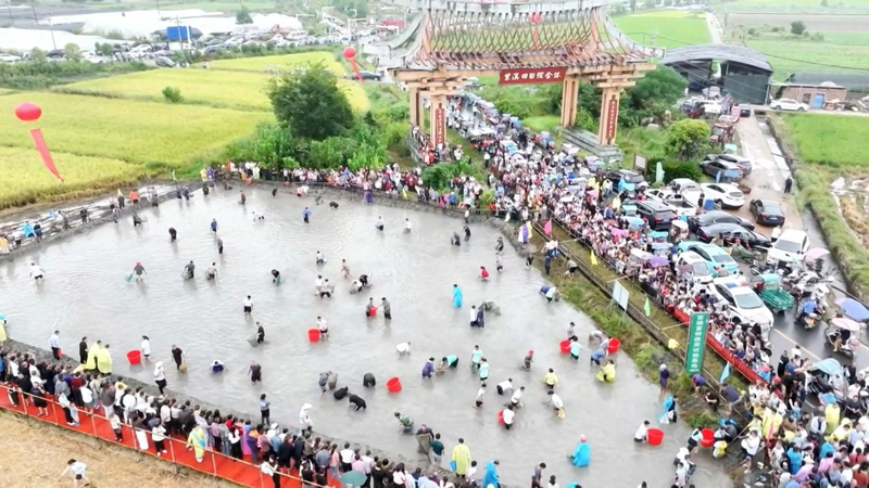 Golden_Harvest_Fest_in_Yinhe_Town__Paddy_Fishing__Rice_Harvest___Mud_Runs_ video poster