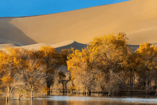 Golden Poplars in Xinjiang: Scientists Reveal Tree Gender Secrets Golden_Poplars_in_Xinjiang__Scientists_Reveal_Tree_Gender_Secrets video poster