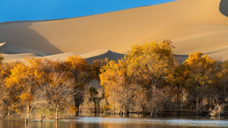 Golden_Poplars_in_Xinjiang__Scientists_Reveal_Tree_Gender_Secrets_poster - Namaste Headlines Golden_Poplars_in_Xinjiang__Scientists_Reveal_Tree_Gender_Secrets video poster