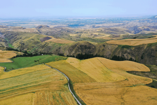 Golden Wheat Fields of Jiangbulake: A Breathtaking Natural Canvas Golden_Wheat_Fields_of_Jiangbulake__A_Breathtaking_Natural_Canvas video poster