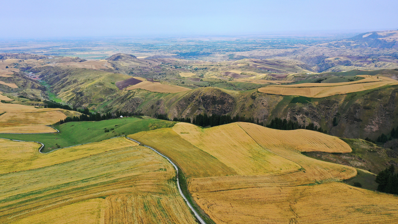 Golden_Wheat_Fields_of_Jiangbulake__A_Breathtaking_Natural_Canvas_poster - Namaste Headlines Golden_Wheat_Fields_of_Jiangbulake__A_Breathtaking_Natural_Canvas video poster