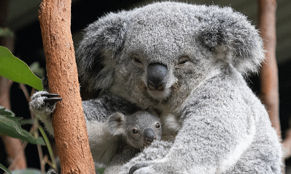 APEC Boost: Easy Australia–NZ Visa Waiver for Chinese Travelers APEC Boost: Easy Australia–NZ Visa Waiver for Chinese Travelers