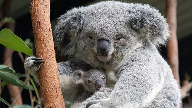 APEC Boost: Easy Australia–NZ Visa Waiver for Chinese Travelers