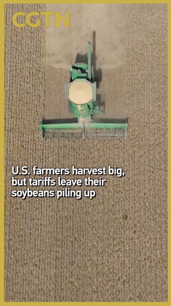 Harvest Hangup: US Soybeans Pile Up as Trade Tariffs Block Buyers Harvest_Hangup__US_Soybeans_Pile_Up_as_Trade_Tariffs_Block_Buyers video poster