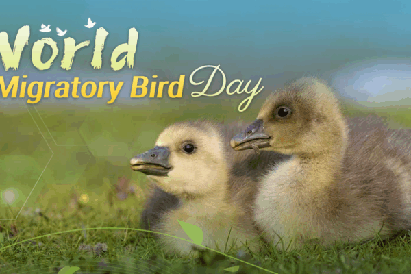 World Migratory Bird Day: Celebrating Our Aerial Neighbors 🐦 World Migratory Bird Day: Celebrating Our Aerial Neighbors 🐦