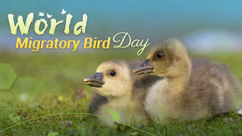 World Migratory Bird Day: Celebrating Our Aerial Neighbors 🐦