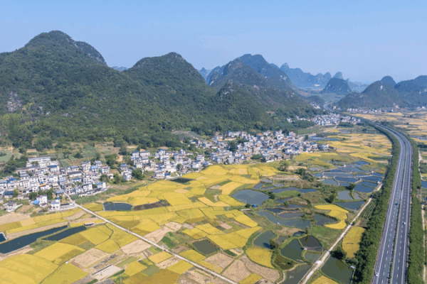 Golden Harvests Fuel Rural Revival in Guangxi’s Mountains Golden Harvests Fuel Rural Revival in Guangxi’s Mountains