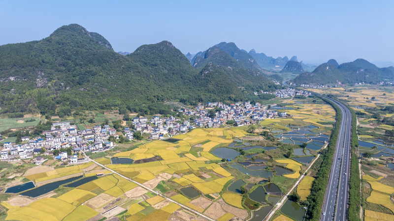 Golden Harvests Fuel Rural Revival in Guangxi’s Mountains