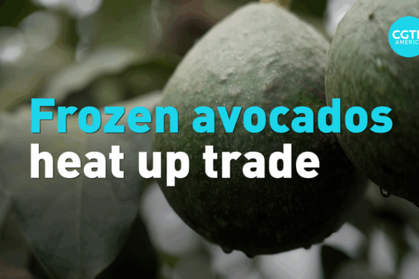 Peru’s Frozen Avocados Hit the Chinese Mainland Market Peru’s Frozen Avocados Hit the Chinese Mainland Market video poster