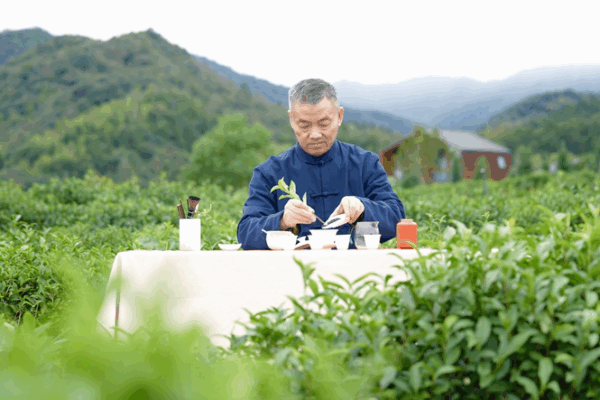 Keemun Aroma: Tradition in Every Sip Keemun_Aroma__Tradition_in_Every_Sip