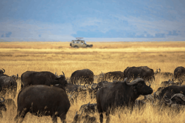 Landmark_Ngorongoro_Lengai_Geopark_Opens_with_Support_from_the_Chinese_mainland